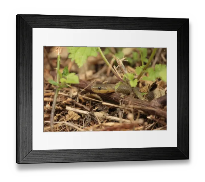 Framed Print : Aesculapian Snake (Zamenis longissimus) introduced species, adult, naturalised Framed Print : Aesculapian Snake (Zamenis longissimus) introduced species, adult, naturalised