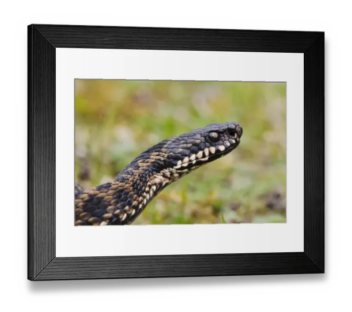 Framed Print : European Adder (Vipera berus) adult male, close-up of head, in grassland, near Swanley, Kent, England, April Framed Print : European Adder (Vipera berus) adult male, close-up of head, in grassland, near Swanley, Kent, England, April