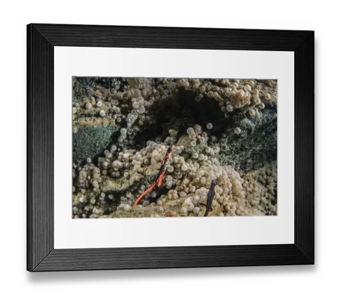 Framed Print : Northern Spectacled Salamander (Salamandrina perspicillata) two adult females, with deposited eggs underwater Framed Print : Northern Spectacled Salamander (Salamandrina perspicillata) two adult females, with deposited eggs underwater