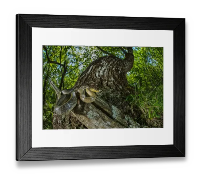 Framed Print : Aesculapian Snake (Zamenis longissimus) adult, coiled on stump in woodland habitat, Italy, June Framed Print : Aesculapian Snake (Zamenis longissimus) adult, coiled on stump in woodland habitat, Italy, June