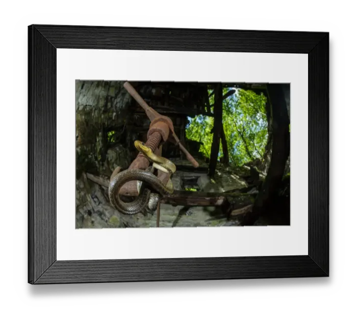 Framed Print : Aesculapian Snake (Zamenis longissimus) adult, coiled on rusty metal inside old watermill, Italy, June Framed Print : Aesculapian Snake (Zamenis longissimus) adult, coiled on rusty metal inside old watermill, Italy, June