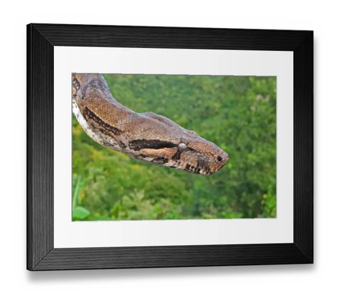 Framed Print : Boa Constrictor (Boa constrictor orphias) adult, close-up of head, ready to slough skin, St Framed Print : Boa Constrictor (Boa constrictor orphias) adult, close-up of head, ready to slough skin, St
