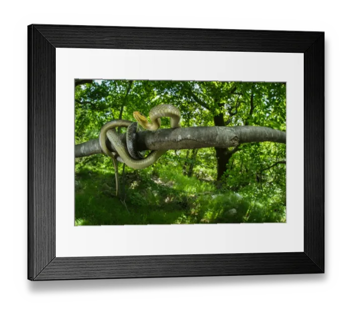 Framed Print : Aesculapian Snake (Zamenis longissimus) adult, coiled on branch in woodland habitat, Italy, June Framed Print : Aesculapian Snake (Zamenis longissimus) adult, coiled on branch in woodland habitat, Italy, June