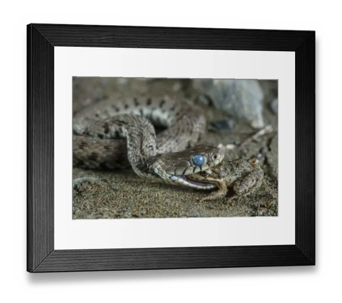 Framed Print : Grass Snake (Natrix natrix) adult, with blue eye indicating shedding skin
