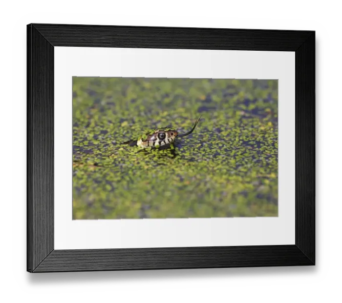 Framed Print : Grass Snake (Natrix natrix) adult, flicking forked tongue, swimming in water amongst duckweed, Arne, Dorset, England Framed Print : Grass Snake (Natrix natrix) adult, flicking forked tongue, swimming in water amongst duckweed, Arne, Dorset, England