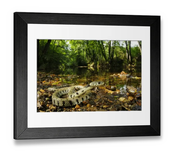Framed Print : Grass Snake (Natrix natrix) adult, coiled beside stream in woodland habitat, Italy, August Framed Print : Grass Snake (Natrix natrix) adult, coiled beside stream in woodland habitat, Italy, August