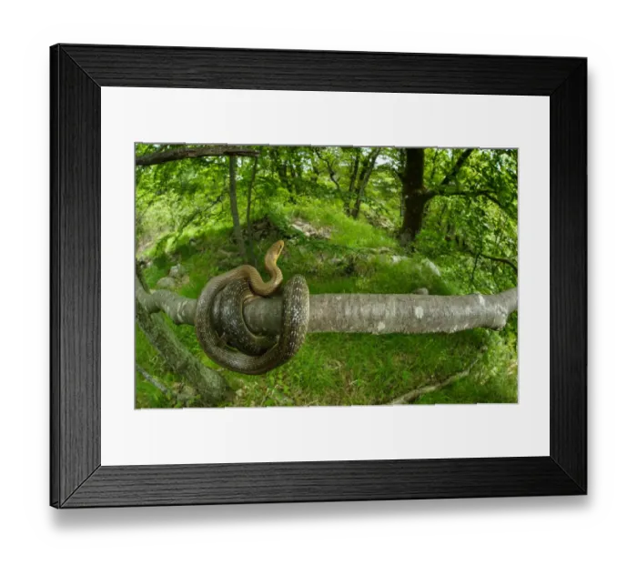 Framed Print : Aesculapian Snake (Zamenis longissimus) adult, coiled on branch in woodland habitat, Italy, June Framed Print : Aesculapian Snake (Zamenis longissimus) adult, coiled on branch in woodland habitat, Italy, June