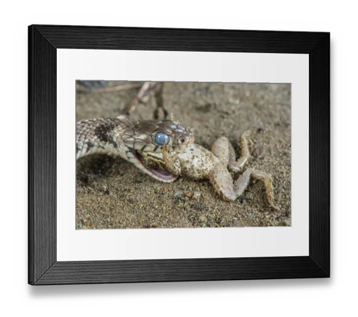 Framed Print : Grass Snake (Natrix natrix) adult, close-up of head, with blue eye indicating shedding skin Framed Print : Grass Snake (Natrix natrix) adult, close-up of head, with blue eye indicating shedding skin