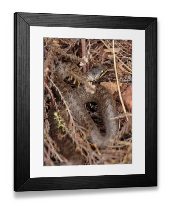 Framed Print : Smooth Snake (Coronella austriaca) adult, coiled amongst vegetation, Wareham Forest, Dorset, England, July