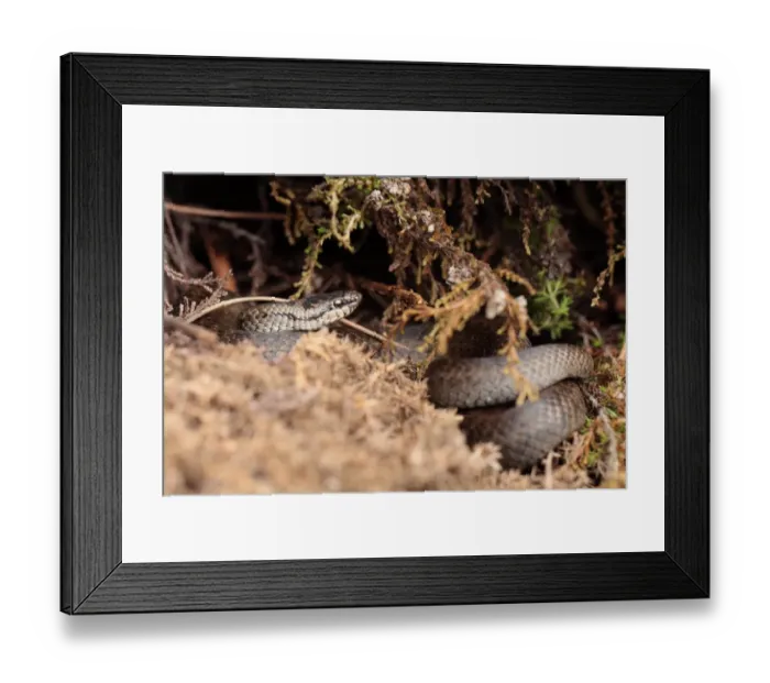 Framed Print : Smooth Snake (Coronella austriaca) adult, coiled amongst vegetation, Wareham Forest, Dorset, England, July