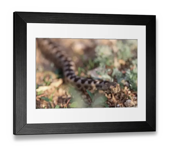 Framed Print : Nose-horned Viper (Vipera ammodytes) adult, close-up of head, Bulgaria, September Framed Print : Nose-horned Viper (Vipera ammodytes) adult, close-up of head, Bulgaria, September