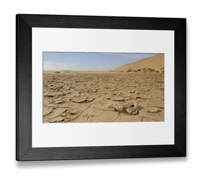 Framed Print : Horned Viper (Bitis caudalis) adult, on dry pan in desert habitat, Namib Desert, Namibia, February