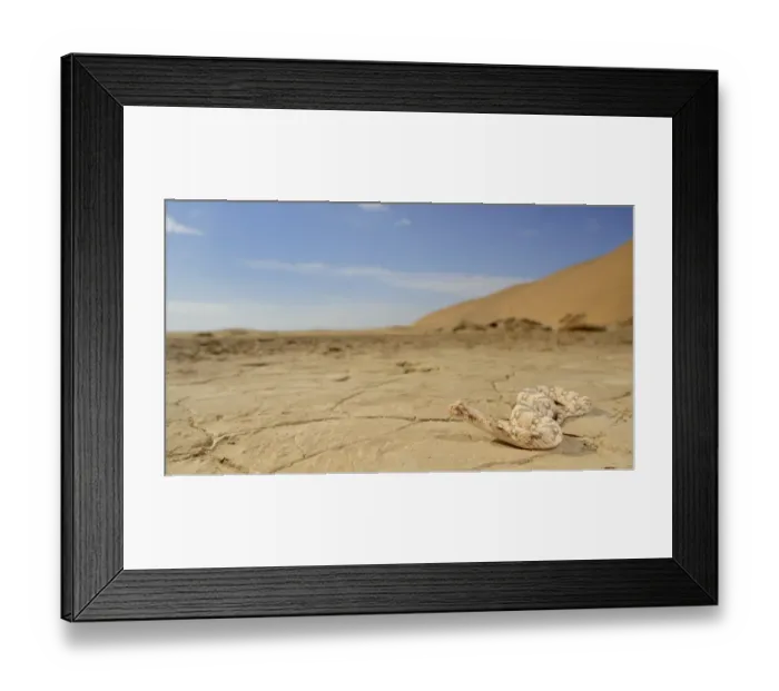 Framed Print : Horned Viper (Bitis caudalis) adult, on dry pan in desert habitat, Namib Desert, Namibia, February