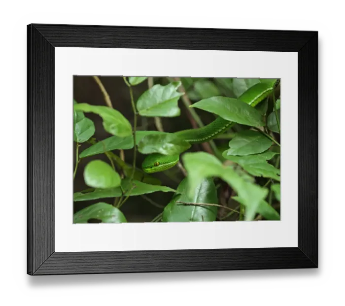 Framed Print : White-lipped Pitviper (Trimeresurus albolabris) adult male, camouflaged amongst foliage in forest, near Kaeng Krachan Framed Print : White-lipped Pitviper (Trimeresurus albolabris) adult male, camouflaged amongst foliage in forest, near Kaeng Krachan