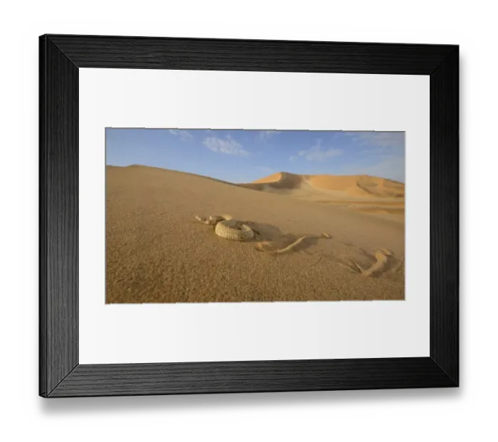 Framed Print : Peringueys Adder (Bitis peringueyi) adult, side-winding over sand dune in desert habitat, Namib Desert, Namibia Framed Print : Peringueys Adder (Bitis peringueyi) adult, side-winding over sand dune in desert habitat, Namib Desert, Namibia