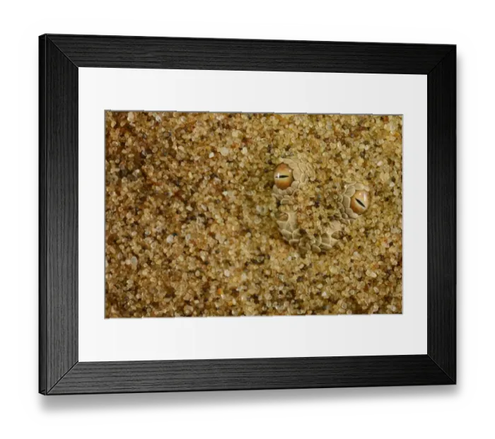 Framed Print : Peringueys Adder (Bitis peringueyi) adult, close-up of head, buried under sand in desert, Namib Desert, Namibia Framed Print : Peringueys Adder (Bitis peringueyi) adult, close-up of head, buried under sand in desert, Namib Desert, Namibia