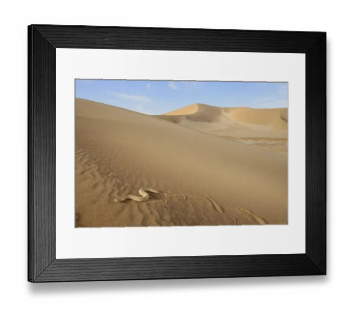 Framed Print : Peringueys Adder (Bitis peringueyi) adult, side-winding over sand dune in desert habitat, Namib Desert, Namibia Framed Print : Peringueys Adder (Bitis peringueyi) adult, side-winding over sand dune in desert habitat, Namib Desert, Namibia