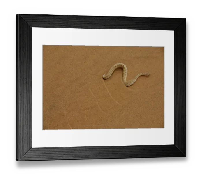 Framed Print : Peringueys Adder (Bitis peringueyi) adult, side-winding over sand dune in desert, Namib Desert, Namibia, February Framed Print : Peringueys Adder (Bitis peringueyi) adult, side-winding over sand dune in desert, Namib Desert, Namibia, February