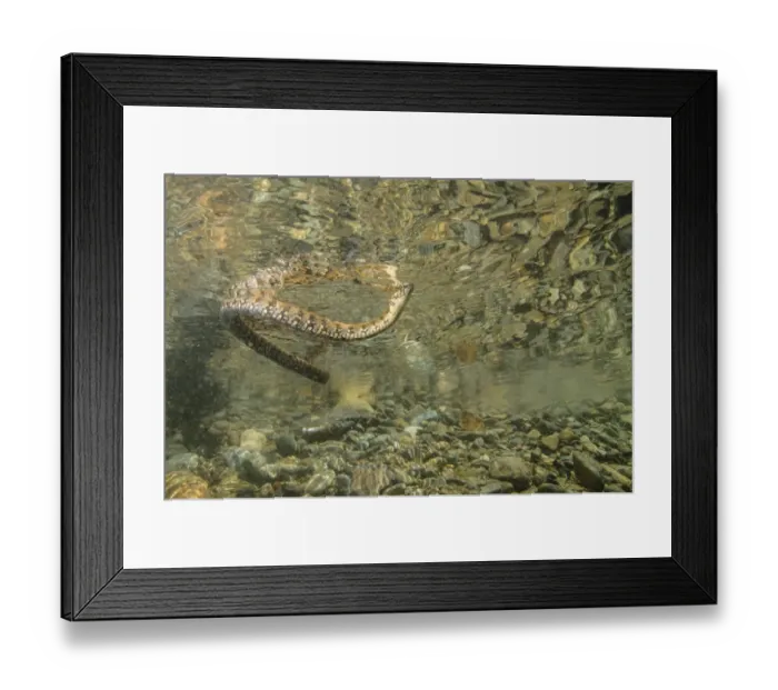 Framed Print : Viperine Snake (Natrix maura) adult, swimming, from below water, Italy, August