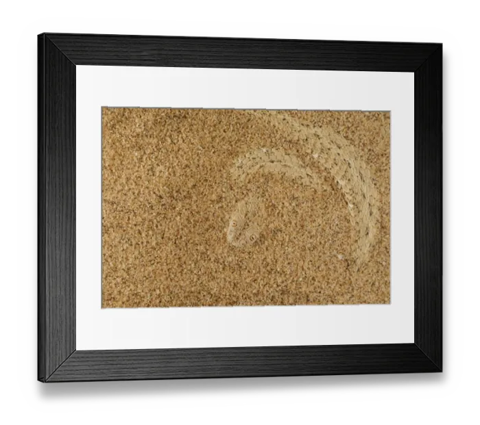 Framed Print : Peringueys Adder (Bitis peringueyi) adult, buried under sand in desert, Namib Desert, Namibia, February Framed Print : Peringueys Adder (Bitis peringueyi) adult, buried under sand in desert, Namib Desert, Namibia, February