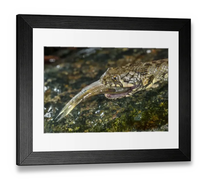 Framed Print : Viperine Snake (Natrix maura) adult, close-up of head, feeding on fish prey, Italy, August Framed Print : Viperine Snake (Natrix maura) adult, close-up of head, feeding on fish prey, Italy, August