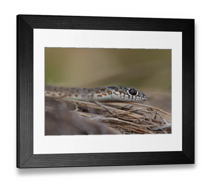 Framed Print : Caspian Whipsnake (Dolichophis caspius) adult, close-up of head, Bulgaria, September Framed Print : Caspian Whipsnake (Dolichophis caspius) adult, close-up of head, Bulgaria, September