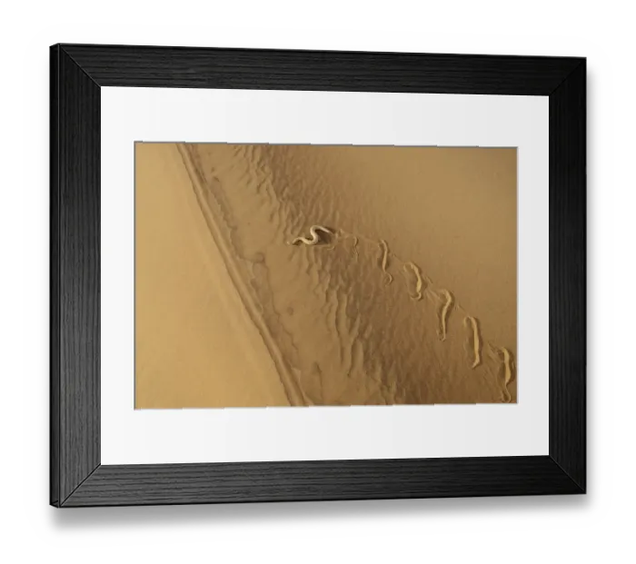 Framed Print : Peringueys Adder (Bitis peringueyi) adult, side-winding over sand dune in desert, Namib Desert, Namibia, February Framed Print : Peringueys Adder (Bitis peringueyi) adult, side-winding over sand dune in desert, Namib Desert, Namibia, February