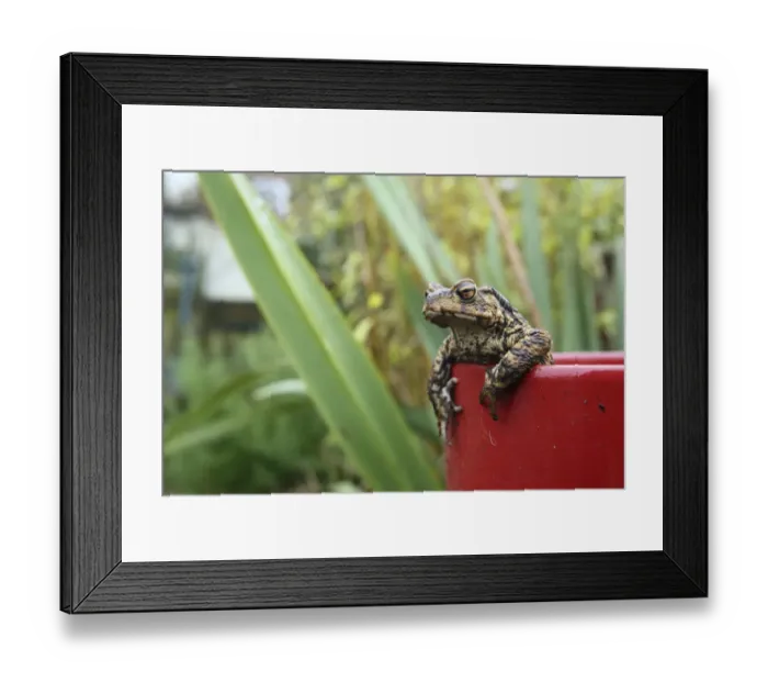 Framed Print : Common Toad (Bufo bufo) adult, climbing out of red flowerpot in garden, Sussex, England, March Framed Print : Common Toad (Bufo bufo) adult, climbing out of red flowerpot in garden, Sussex, England, March