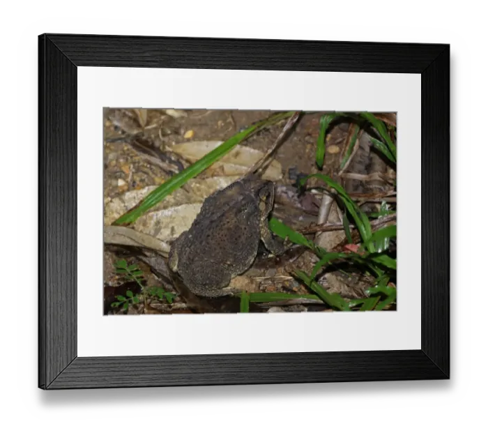 Framed Print : Asian Black-spined Toad (Duttaphrynus melanostictus) adult, on forest floor, near Kaeng Krachan, Thailand, May Framed Print : Asian Black-spined Toad (Duttaphrynus melanostictus) adult, on forest floor, near Kaeng Krachan, Thailand, May