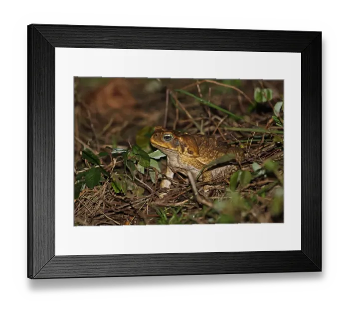 Framed Print : Cane Toad (Rhinella marinus) adult, sitting on vegetation, Los Haitises N. P. Dominican Republic, January Framed Print : Cane Toad (Rhinella marinus) adult, sitting on vegetation, Los Haitises N. P. Dominican Republic, January