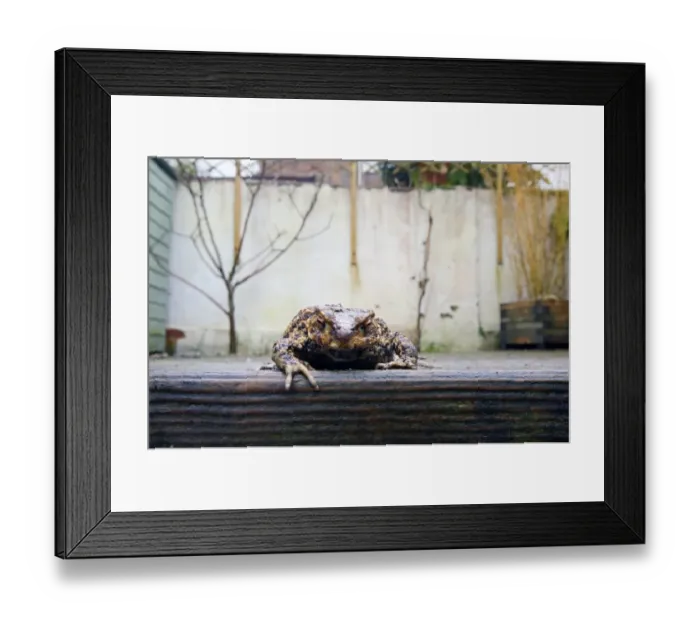 Framed Print : Common Toad (Bufo bufo) adult, emerging from hibernation, on wet wooden decking in garden, Sussex, England, March