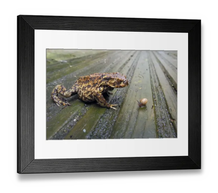 Framed Print : Common Toad (Bufo bufo) adult, approaching small snail, on wet wooden decking in garden, Sussex, England, March Framed Print : Common Toad (Bufo bufo) adult, approaching small snail, on wet wooden decking in garden, Sussex, England, March