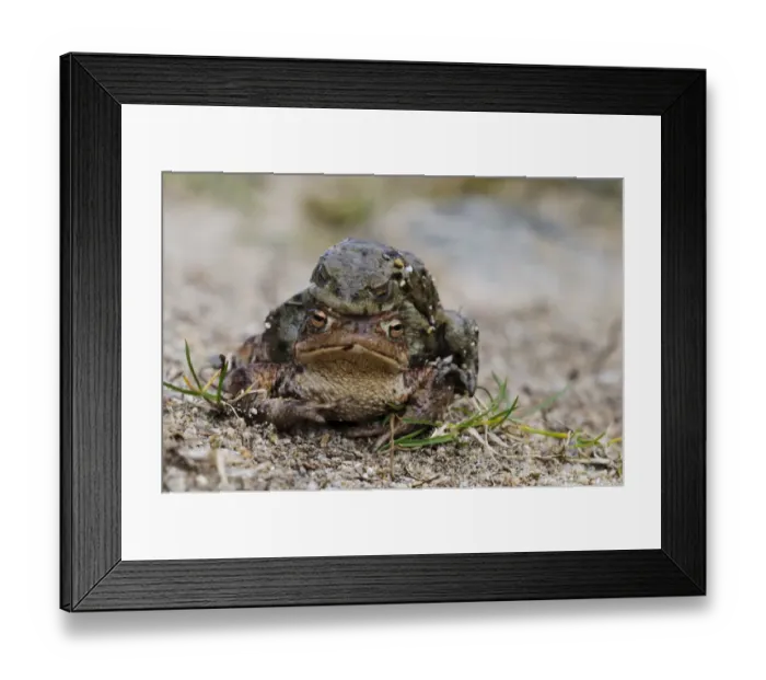 Framed Print : Common Toad (Bufo bufo) adul pair, in amplexus at shore of freshwater loch, Loch Ruthven, Inverness-shire, Highlands Framed Print : Common Toad (Bufo bufo) adul pair, in amplexus at shore of freshwater loch, Loch Ruthven, Inverness-shire, Highlands