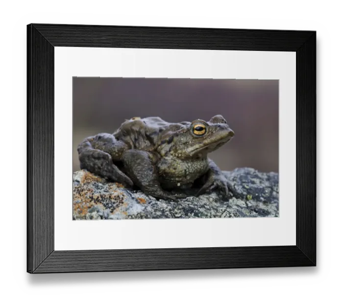 Framed Print : Common Toad (Bufo bufo) adult, sitting on rock at shore of freshwater loch, Loch Ruthven, Inverness-shire, Highlands Framed Print : Common Toad (Bufo bufo) adult, sitting on rock at shore of freshwater loch, Loch Ruthven, Inverness-shire, Highlands