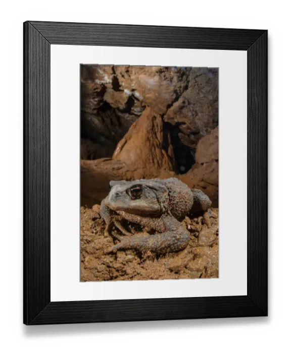 Framed Print : Common Toad (Bufo bufo) adult female, overwintering inside cave, Pignone Cave, La Spezia Province, Liguria, Italy