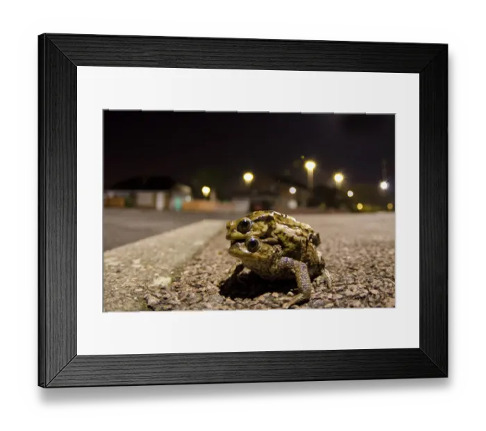 Framed Print : Common Toad (Bufo bufo) adult pair, in amplexus, crossing city road at night, Nottingham, Nottinghamshire, England Framed Print : Common Toad (Bufo bufo) adult pair, in amplexus, crossing city road at night, Nottingham, Nottinghamshire, England
