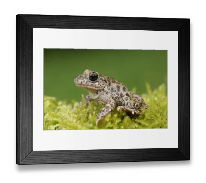 Framed Print : Common Midwife Toad (Alytes obstetricans) introduced species, adult male, sitting on moss, Cambridgeshire, England Framed Print : Common Midwife Toad (Alytes obstetricans) introduced species, adult male, sitting on moss, Cambridgeshire, England