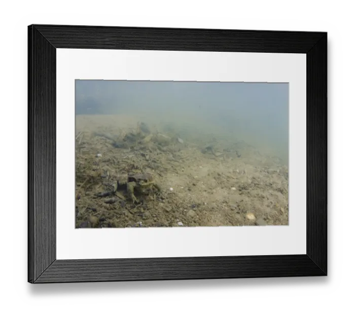 Framed Print : Common Toad (Bufo bufo) adult, underwater on riverbed in river habitat, River Witham, Lincolnshire, England, April Framed Print : Common Toad (Bufo bufo) adult, underwater on riverbed in river habitat, River Witham, Lincolnshire, England, April