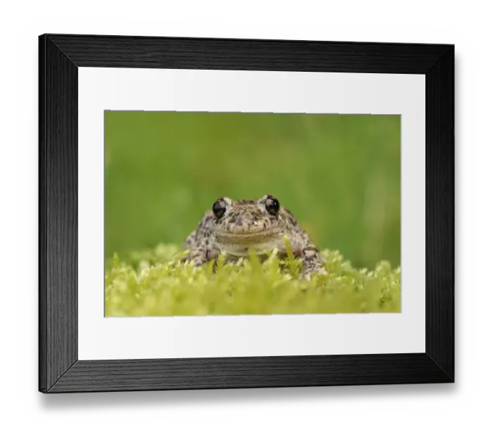 Framed Print : Common Midwife Toad (Alytes obstetricans) introduced species, adult male, sitting on moss, Cambridgeshire, England Framed Print : Common Midwife Toad (Alytes obstetricans) introduced species, adult male, sitting on moss, Cambridgeshire, England