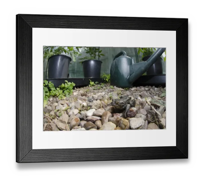 Framed Print : Common Toad (Bufo bufo) adult, sitting on gravel in garden greenhouse habitat, England, June Framed Print : Common Toad (Bufo bufo) adult, sitting on gravel in garden greenhouse habitat, England, June