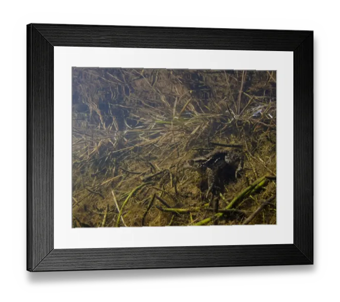 Framed Print : Common Toad (Bufo bufo) adult, resting underwater at edge of pond habitat, Devon, England, April
