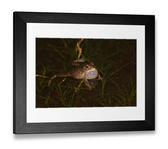 Framed Print : Natterjack Toad (Bufo calamita) adult male, calling in shallow water of coastal dune slack at night Framed Print : Natterjack Toad (Bufo calamita) adult male, calling in shallow water of coastal dune slack at night