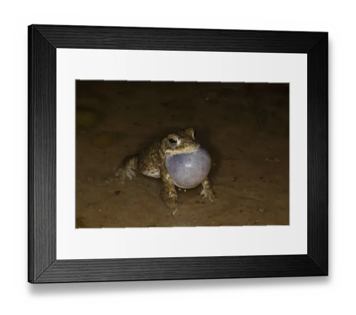 Framed Print : Natterjack Toad (Epidalea calamita) adult male, calling in shallow water at night, Dorset, England, May