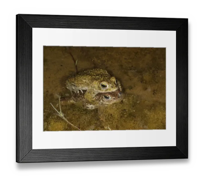 Framed Print : Natterjack Toad (Epidalea calamita) adult pair, in amplexus, mating in shallow water at night, Dorset, England, May