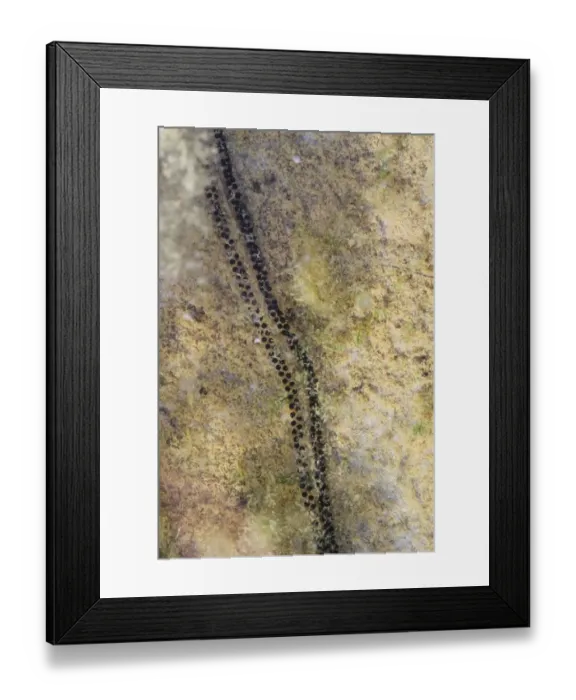 Framed Print : Natterjack Toad (Epidalea calamita) spawn, Dorset, England, May