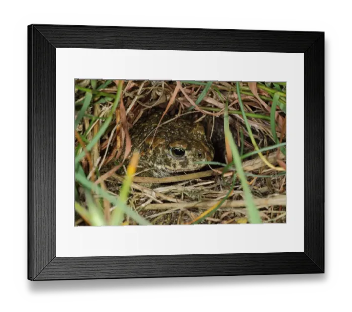 Framed Print : Natterjack Toad (Epidalea calamita) adult, sitting in burrow at dusk, Dorset, England, June Framed Print : Natterjack Toad (Epidalea calamita) adult, sitting in burrow at dusk, Dorset, England, June