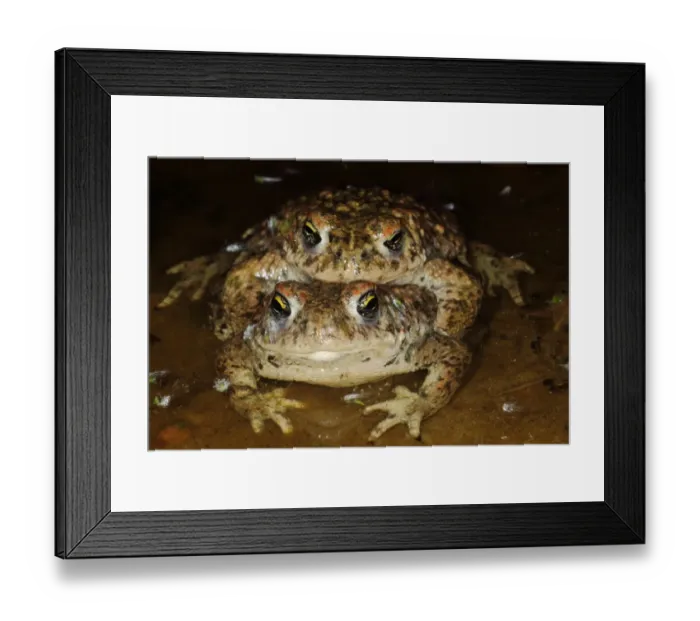 Framed Print : Natterjack Toad (Epidalea calamita) adult pair, in amplexus, mating in shallow water at night, Dorset, England, June
