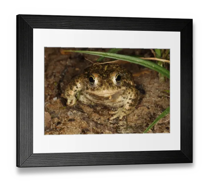 Framed Print : Natterjack Toad (Epidalea calamita) adult, sitting on sand at night, Dorset, England, June Framed Print : Natterjack Toad (Epidalea calamita) adult, sitting on sand at night, Dorset, England, June