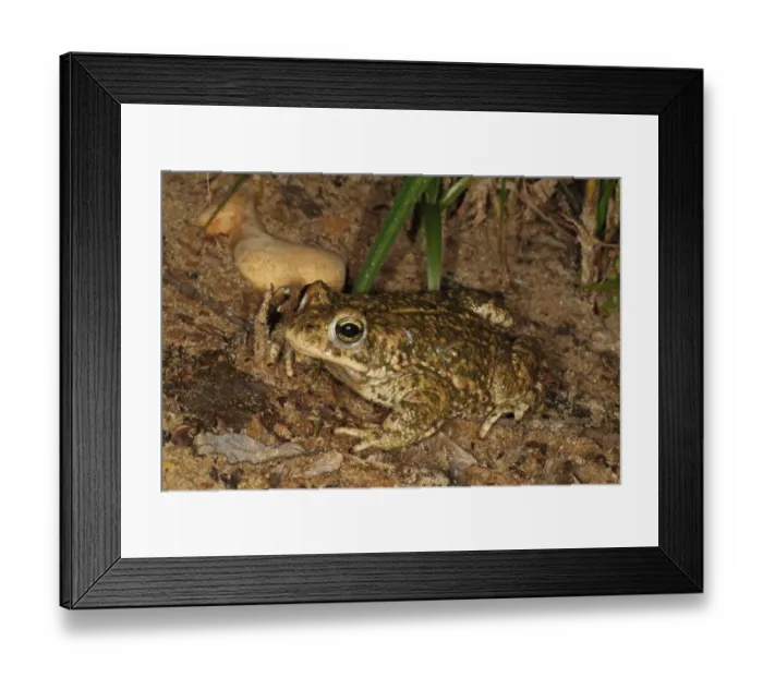 Framed Print : Natterjack Toad (Epidalea calamita) adult, sitting on sand at night, Dorset, England, June Framed Print : Natterjack Toad (Epidalea calamita) adult, sitting on sand at night, Dorset, England, June