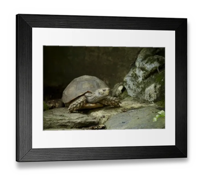 Framed Print : Asian Forest Tortoise (Manouria emys) adult, Singapore Zoo Framed Print : Asian Forest Tortoise (Manouria emys) adult, Singapore Zoo